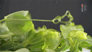 豌豆尖洗凈，切斷備用。